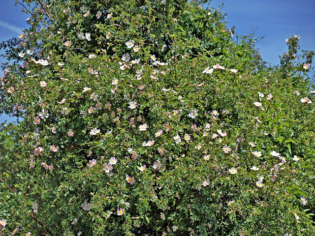 Heckenrosen