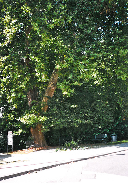Die 200 Jahre alte Plantane in Kelkheim-Hornau