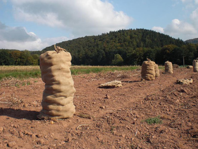 Kartoffelernte mit Säcken