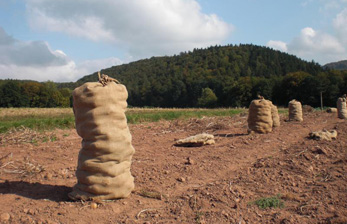 Kartoffelernte